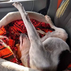 Meet your Posher, Barb